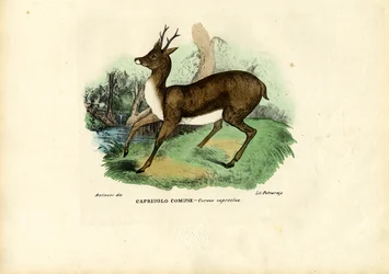Reh, 1863-79